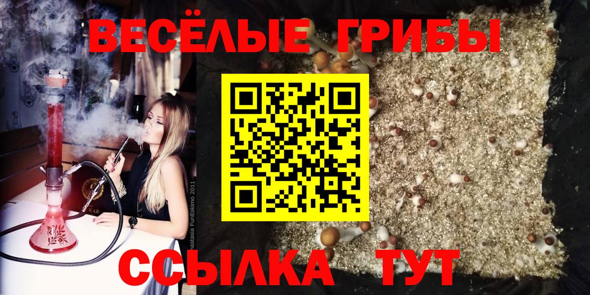 Галлюциногенные грибы Psilocybe Кисловодск