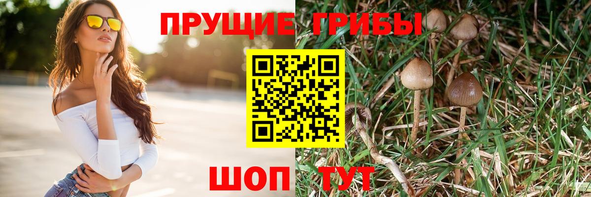 продажа наркотиков  Вход с VPN  Кисловодск  Галлюциногенные грибы GOLDEN TEACHER 